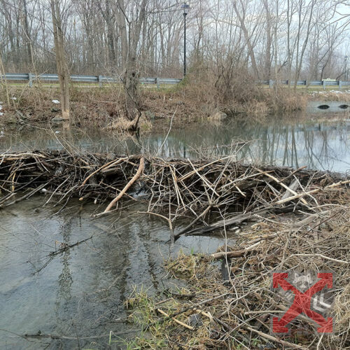 Beaver Dam at River