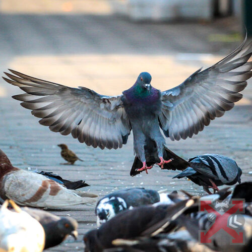 Pigeon Control
