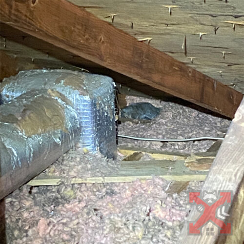 Squirrel Damage to Insulation